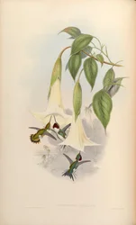 Calothorax Mulsanti = Chaetocercus Mulsant